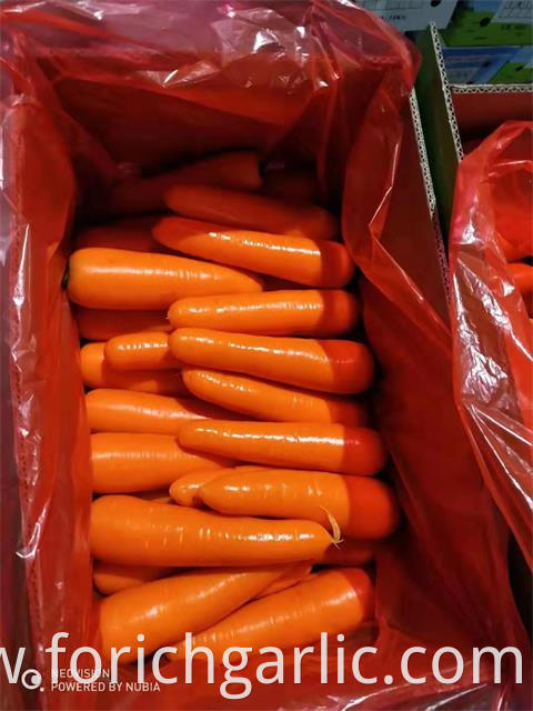 New Crop Carrot